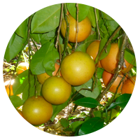 Citrus Grandis (Grapefruit) Peel Oil