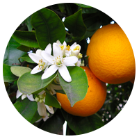 Citrus Aurantium Dulcis (Orange) Peel Oil